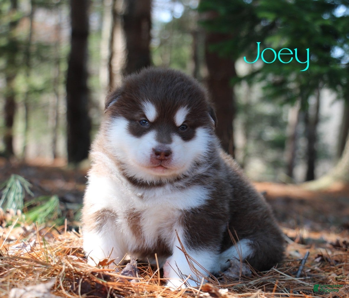 Alaskan Malamute dogs Joey  - Ad 1