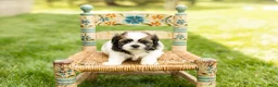 Shih Tzu dogs for sale: Glory  - Ad 2