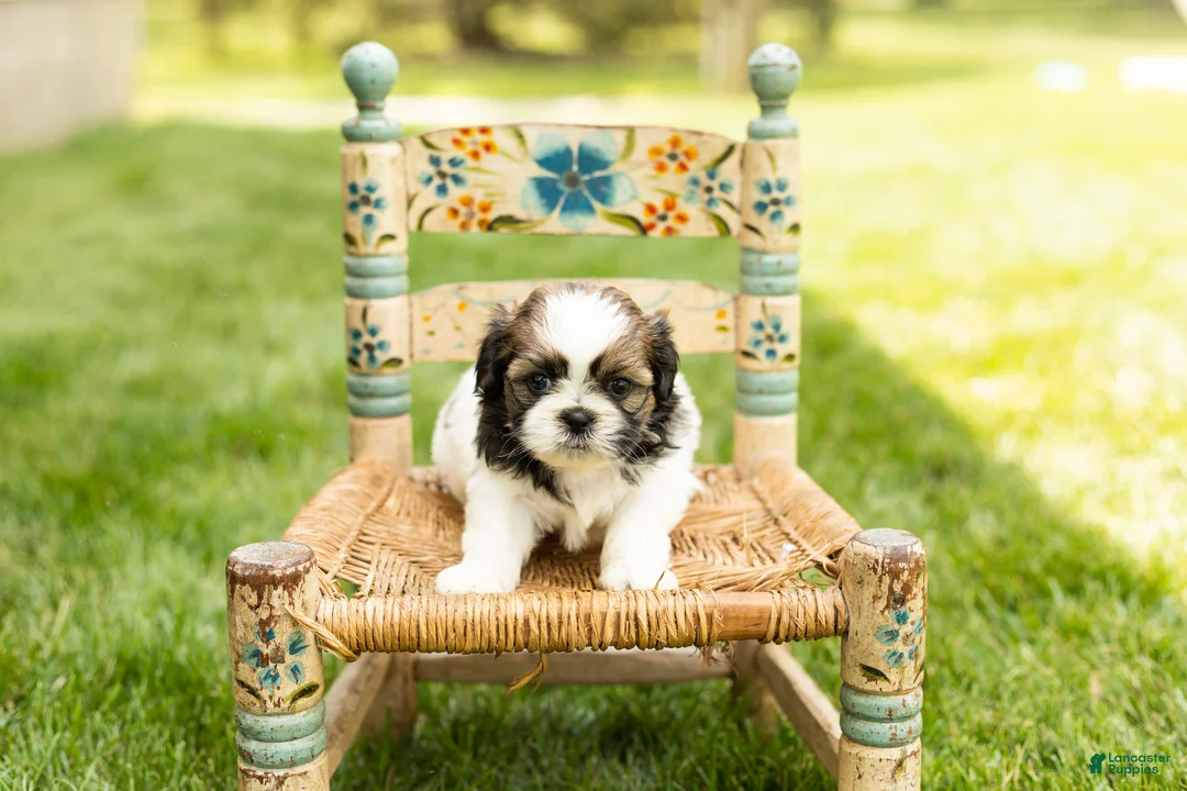 Shih Tzu dogs for sale: Glory  - Ad 2