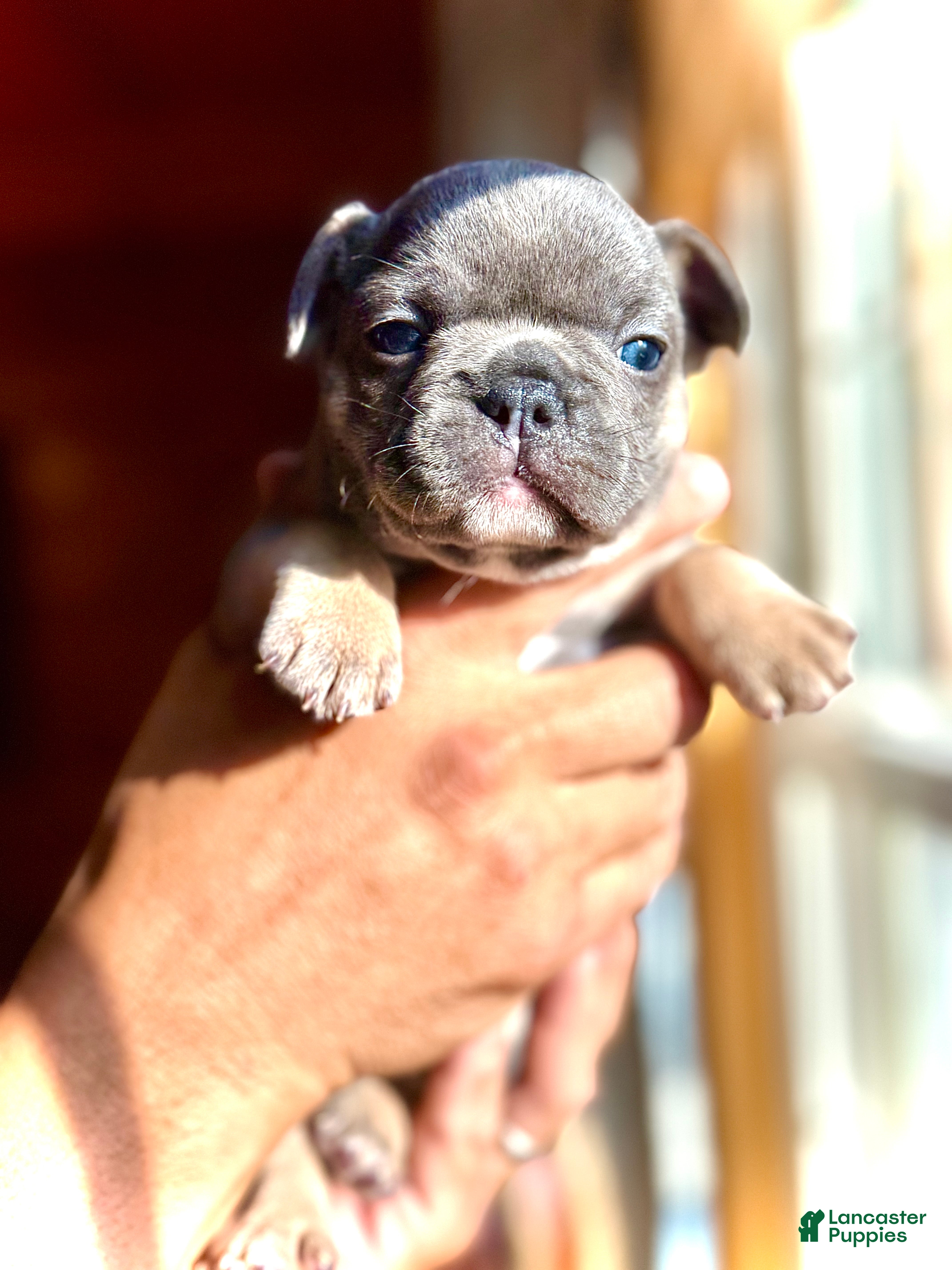 Frenchton dogs Willow - Ad 41