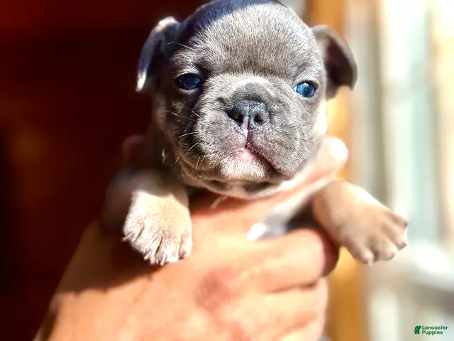 Frenchton dogs for sale: Willow - Ad 20