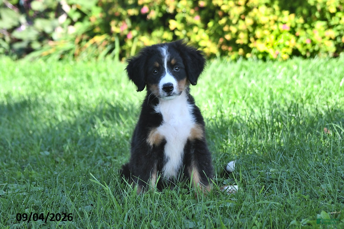Bernese Mountain Dog dogs Rhett - Ad 1