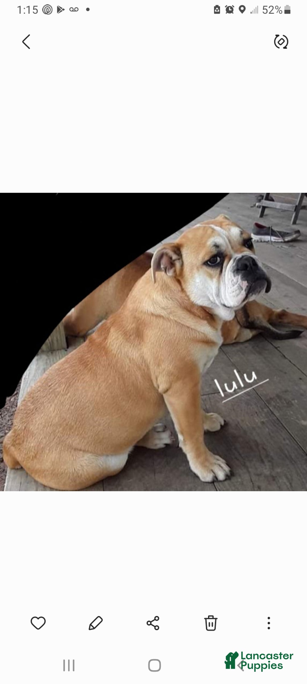 Mixed Breed dogs for sale: OLDE ENGLISH BULLDOG  - Ad 15