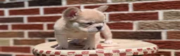 French Bulldog dogs for sale: Elena - Ad 9