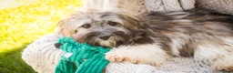 Havanese dogs for sale: Biscotti - Ad 1