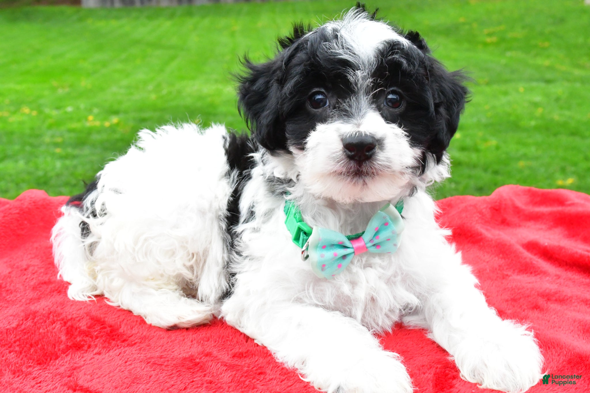Mini Aussiedoodle dogs Markie - Ad 1