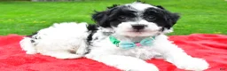 Mini Aussiedoodle dogs for sale: Markie - Ad 1