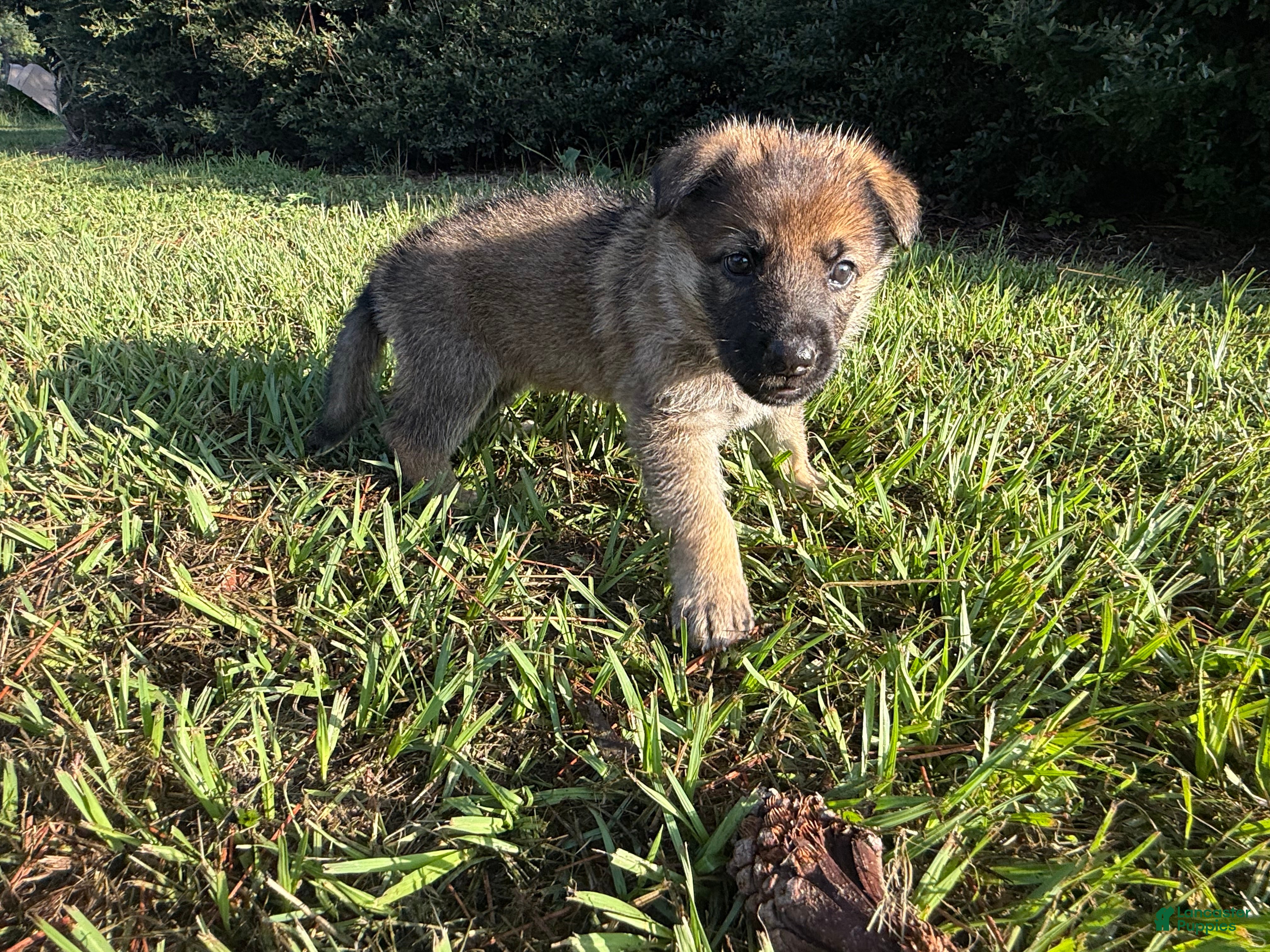 German Shepherd dogs Daisy - Ad 2