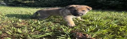 German Shepherd dogs for sale: Daisy - Ad 2