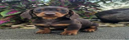Dachshund dogs for sale: Rock - Ad 6