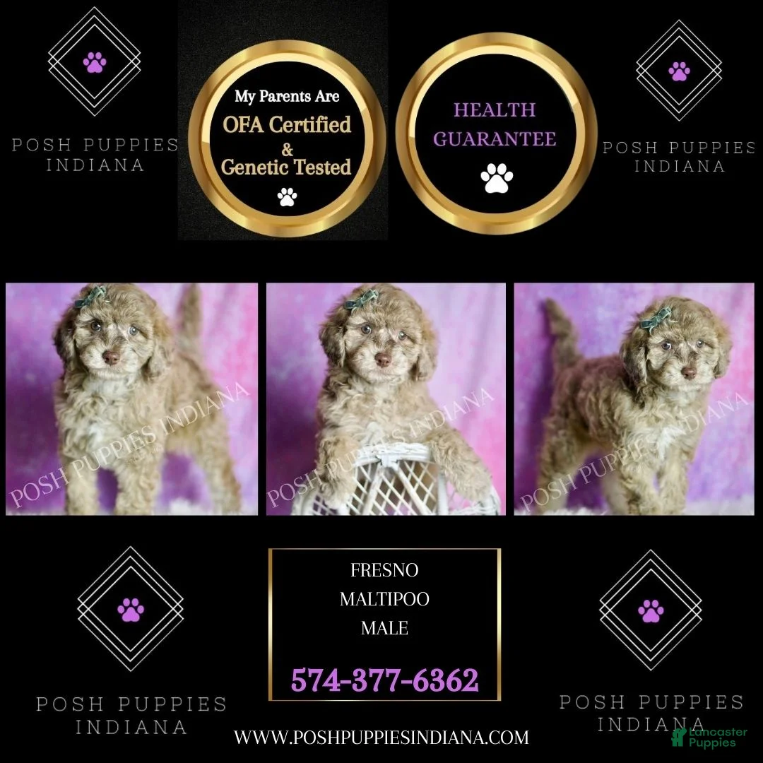 Maltipoo dogs for sale: Fresno - Ad 6
