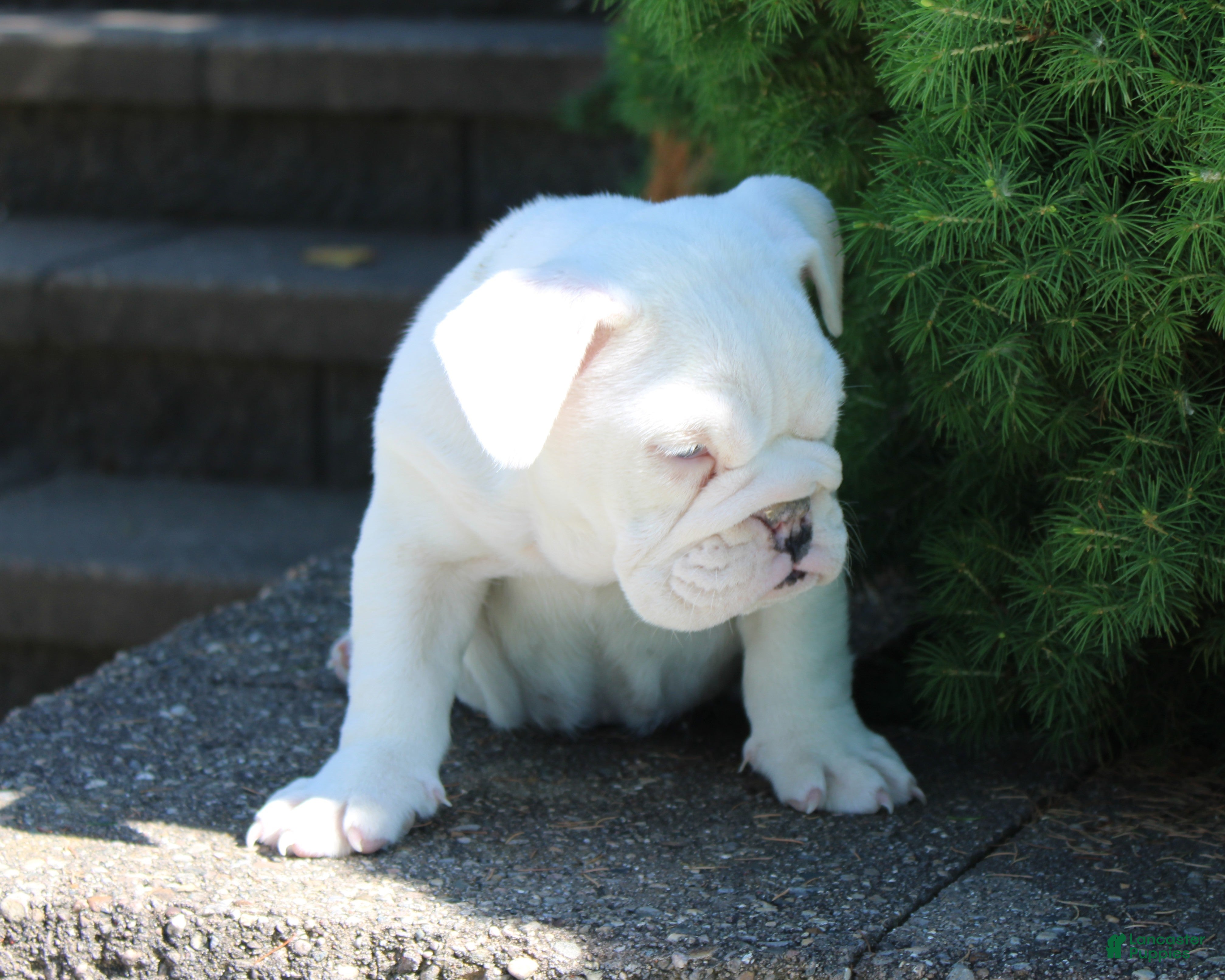 English Bulldog dogs for sale: Zoey - Ad 7