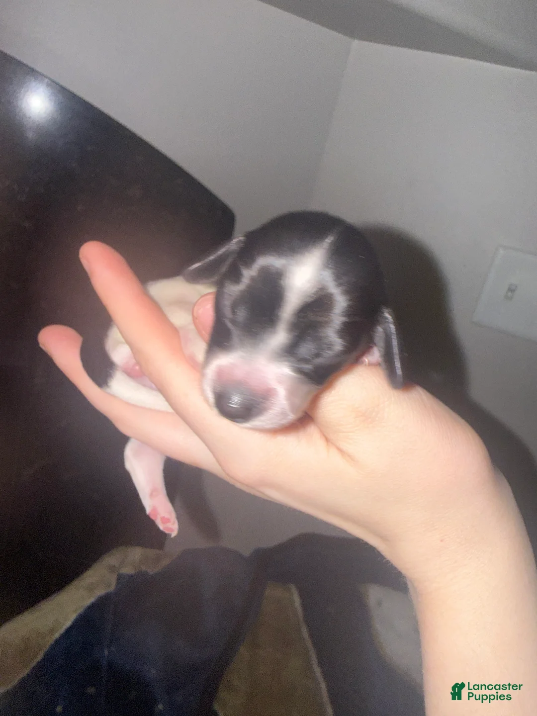 Miniature Dachshund dogs for sale: Miniature Dachshund 6 - Ad 1