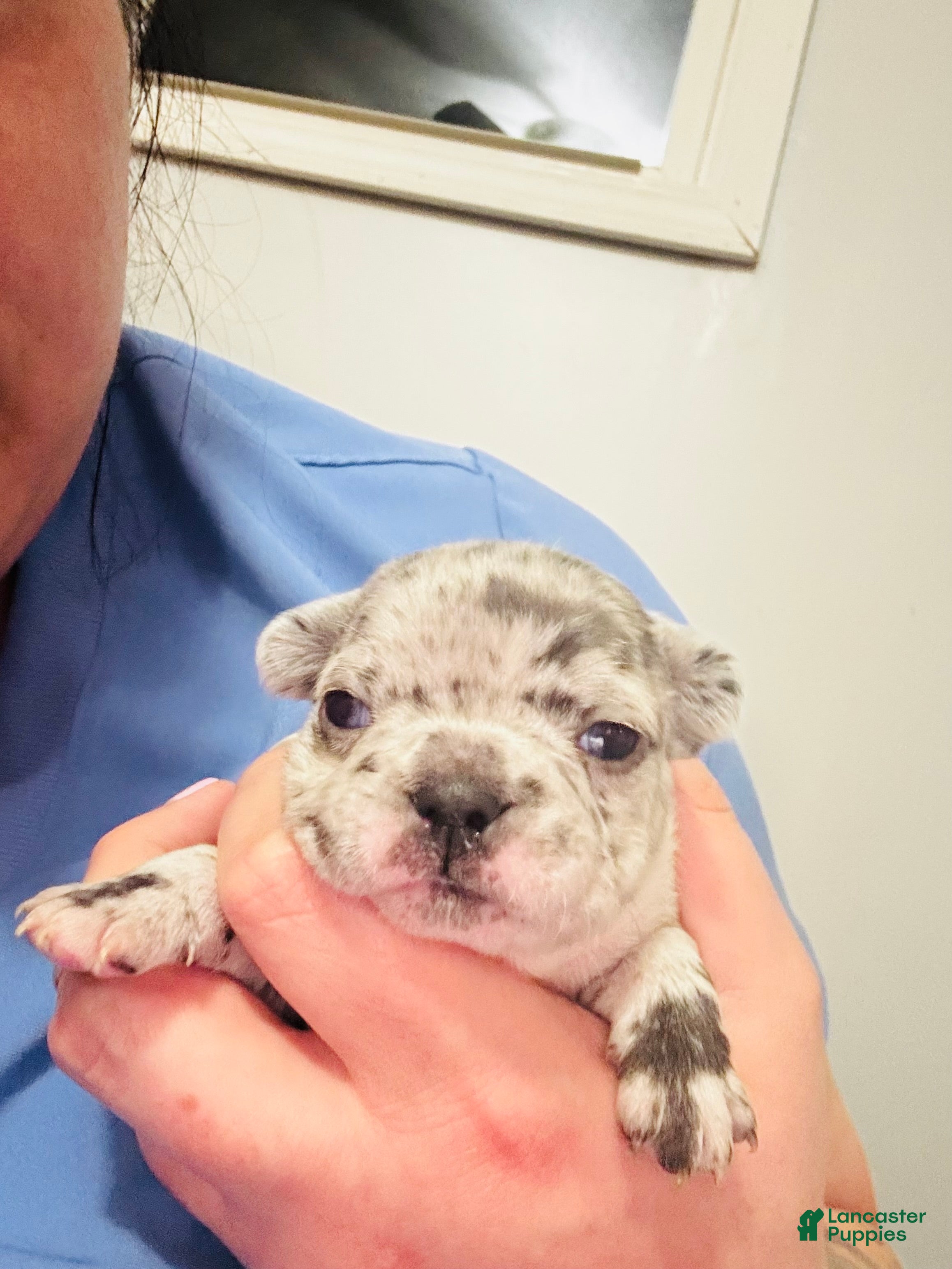 Mixed Breed dogs Perle - Ad 10