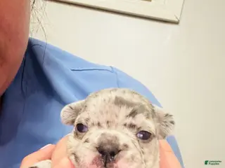 Mixed Breed dogs Perle - Ad 10