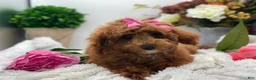 Miniature Poodle dogs for sale: RENEE - Ad 5