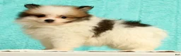 Pomeranian dogs for sale: Mitch - Ad 1