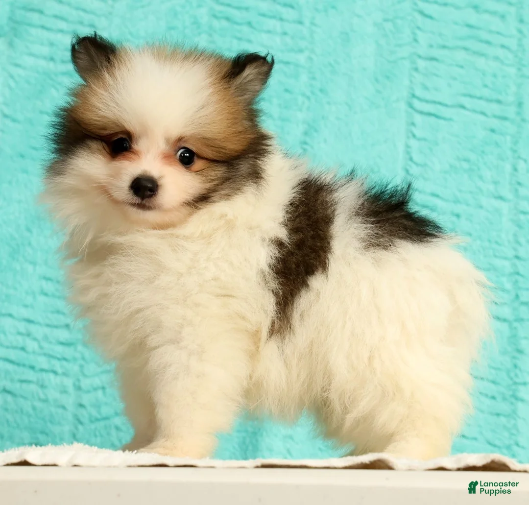 Pomeranian dogs for sale: Mitch - Ad 1