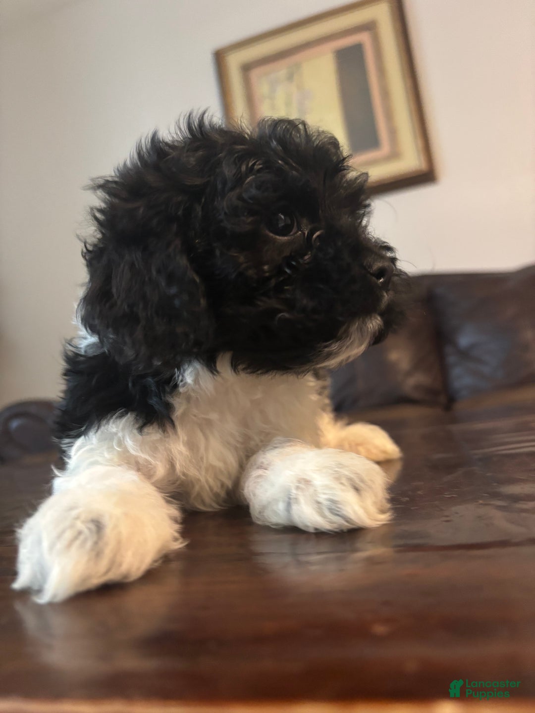 Cockapoo dogs for sale: Cockapoo Puppy 3 - Ad 7