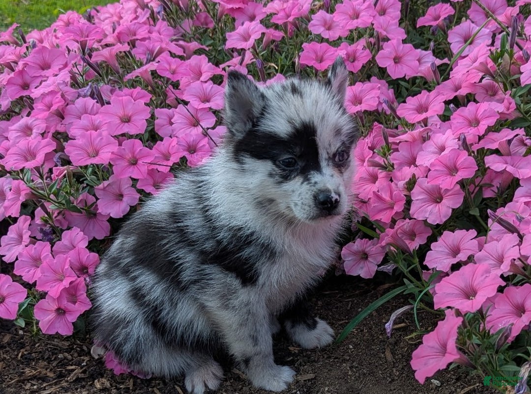 Thundermountainline Saint Bernese Mountain Dog For Sale Blue Merle
