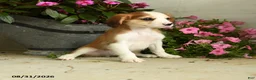 Mixed Breed dogs for sale: Ridley - Ad 3
