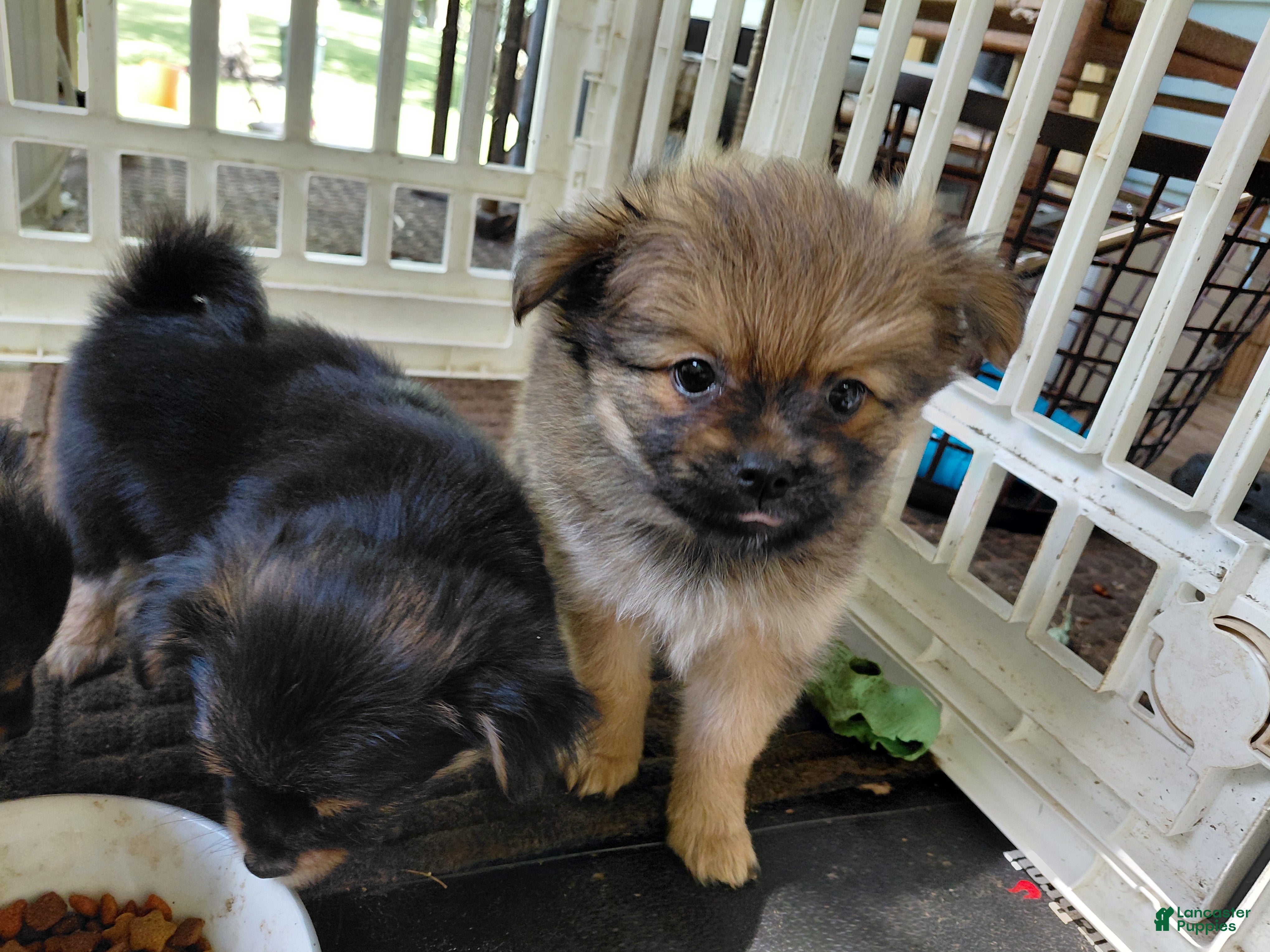 Mixed Breed dogs Big Sam Adams  - Ad 1