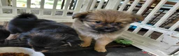 Mixed Breed dogs for sale: Big Sam Adams  - Ad 1