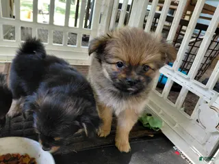 Mixed Breed dogs for sale: Big Sam Adams - Ad 4