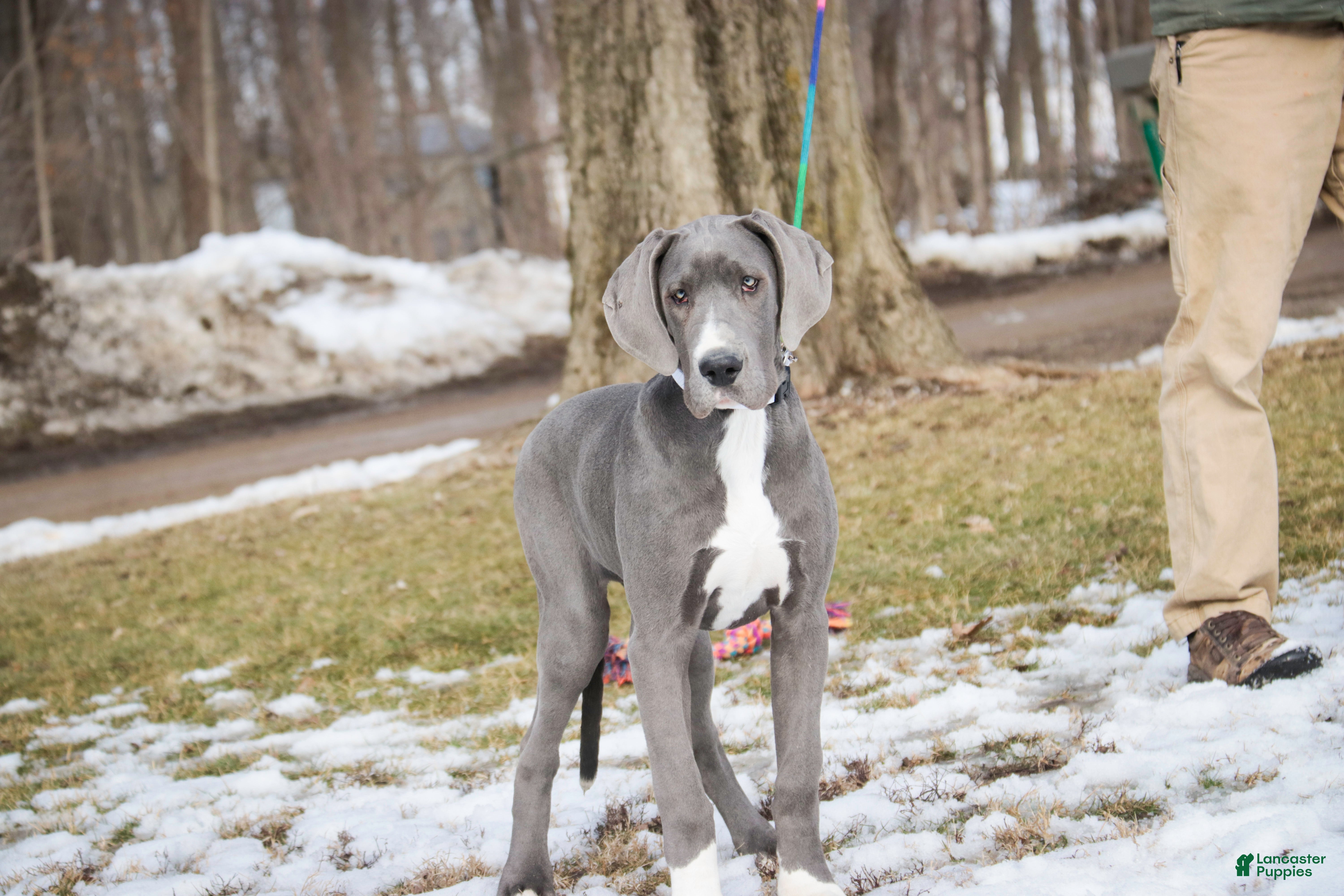 Great Dane dogs Liberty - Ad 1
