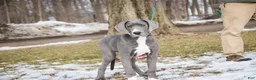 Great Dane dogs for sale: Liberty - Ad 1