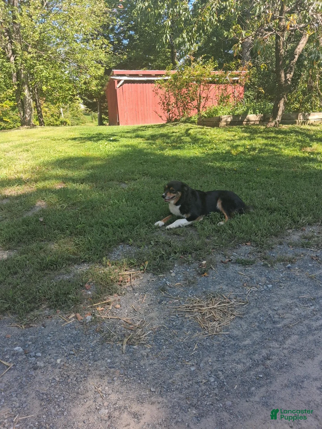 Miniature Australian Shepherd dogs for sale: Miniature Australian Shepherd 3 - Ad 3