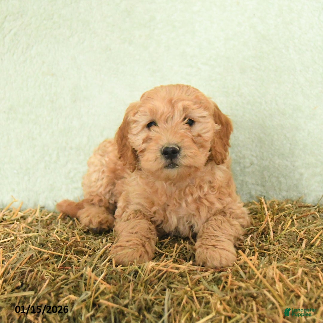 Mini Goldendoodle dogs for sale: Baylor  - Ad 4