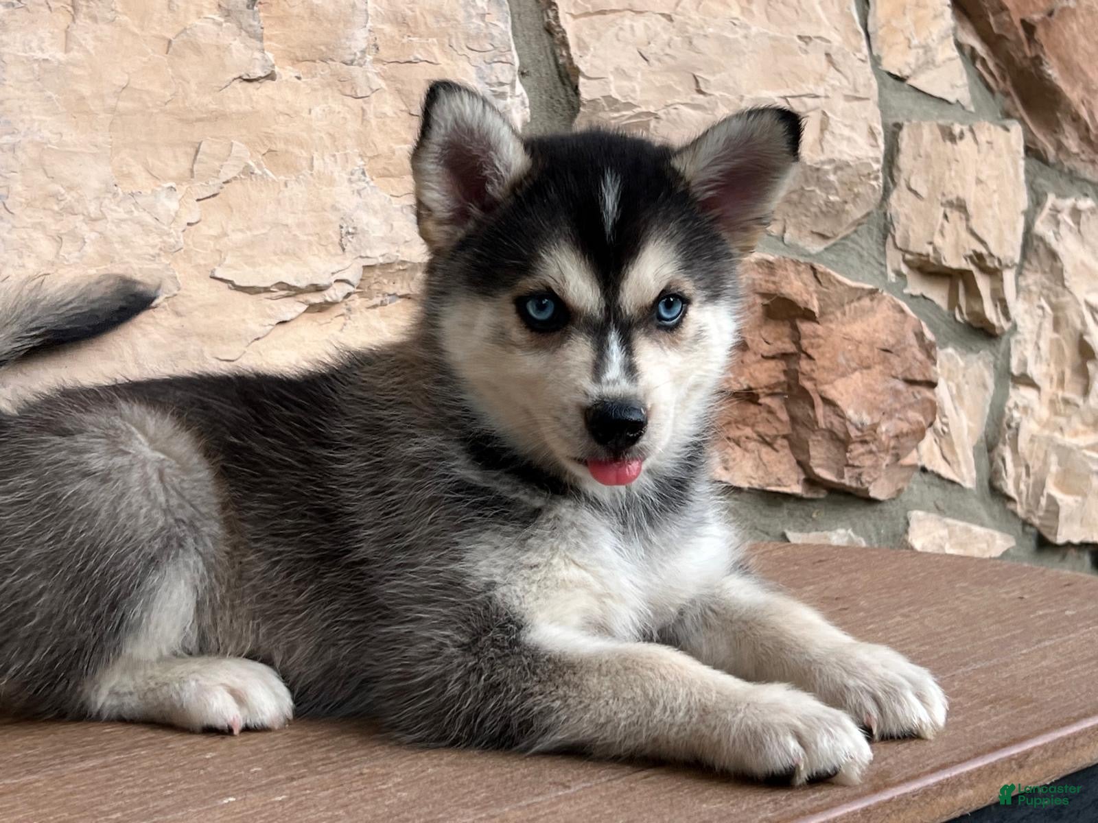 Pomsky dogs Skye - Ad 1