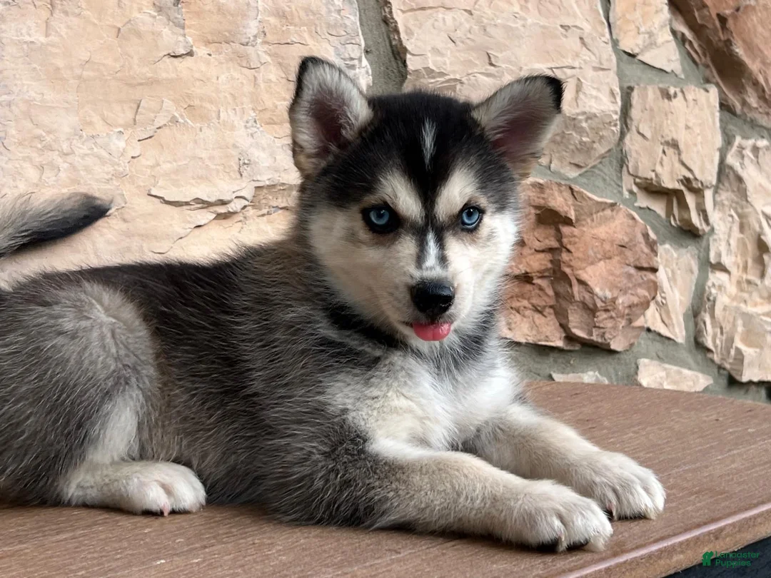 Pomsky dogs for sale: Skye - Ad 1