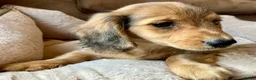 Miniature Dachshund dogs for sale: Coco Bean of St. Wiggles - Ad 5