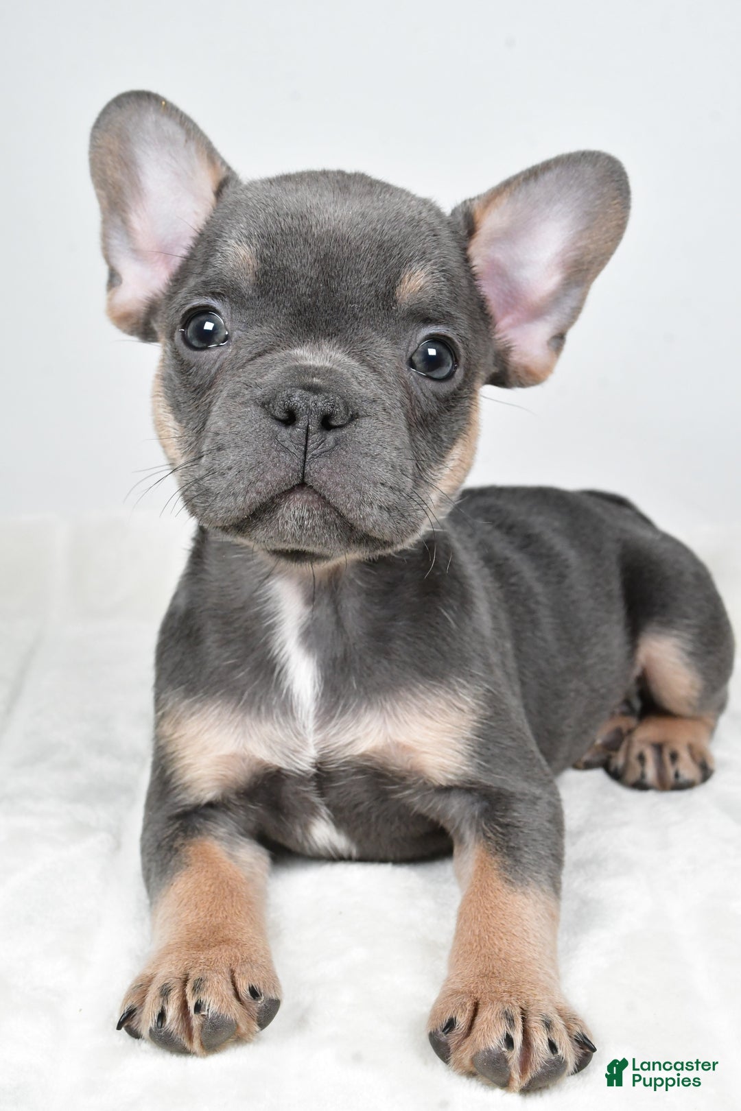 French Bulldog dogs for sale: Finley - Ad 6