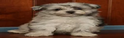 Pomapoo dogs for sale: Parker - Ad 7