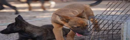 Belgian Malinois dogs for sale: Malinois M - Ad 3