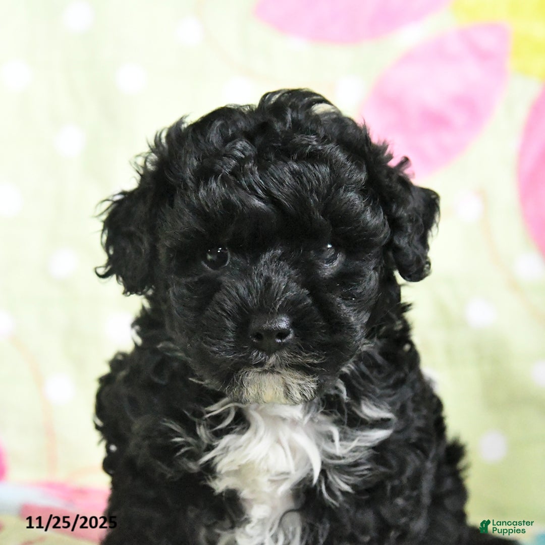 Maltipoo dogs for sale: Herman - Ad 4