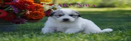 Great Pyrenees dogs for sale: AKC Nova - Ad 1