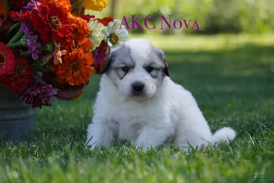 Great Pyrenees dogs for sale: AKC Nova - Ad 1