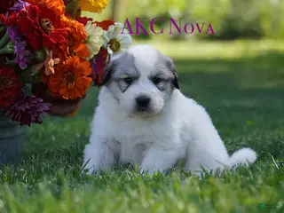 Great Pyrenees dogs AKC Nova - Ad 2