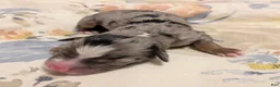 Toy Australian Shepherd dogs for sale: Toy Australian Shepherd 3 - Ad 7