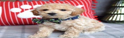 Miniature Poodle dogs for sale: Nicolas  - Ad 4