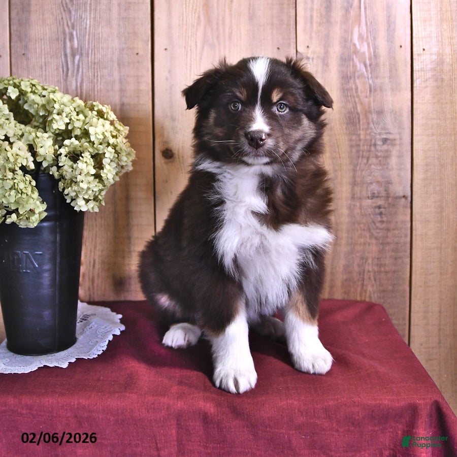 Australian Shepherd dogs Sophie - Ad 40