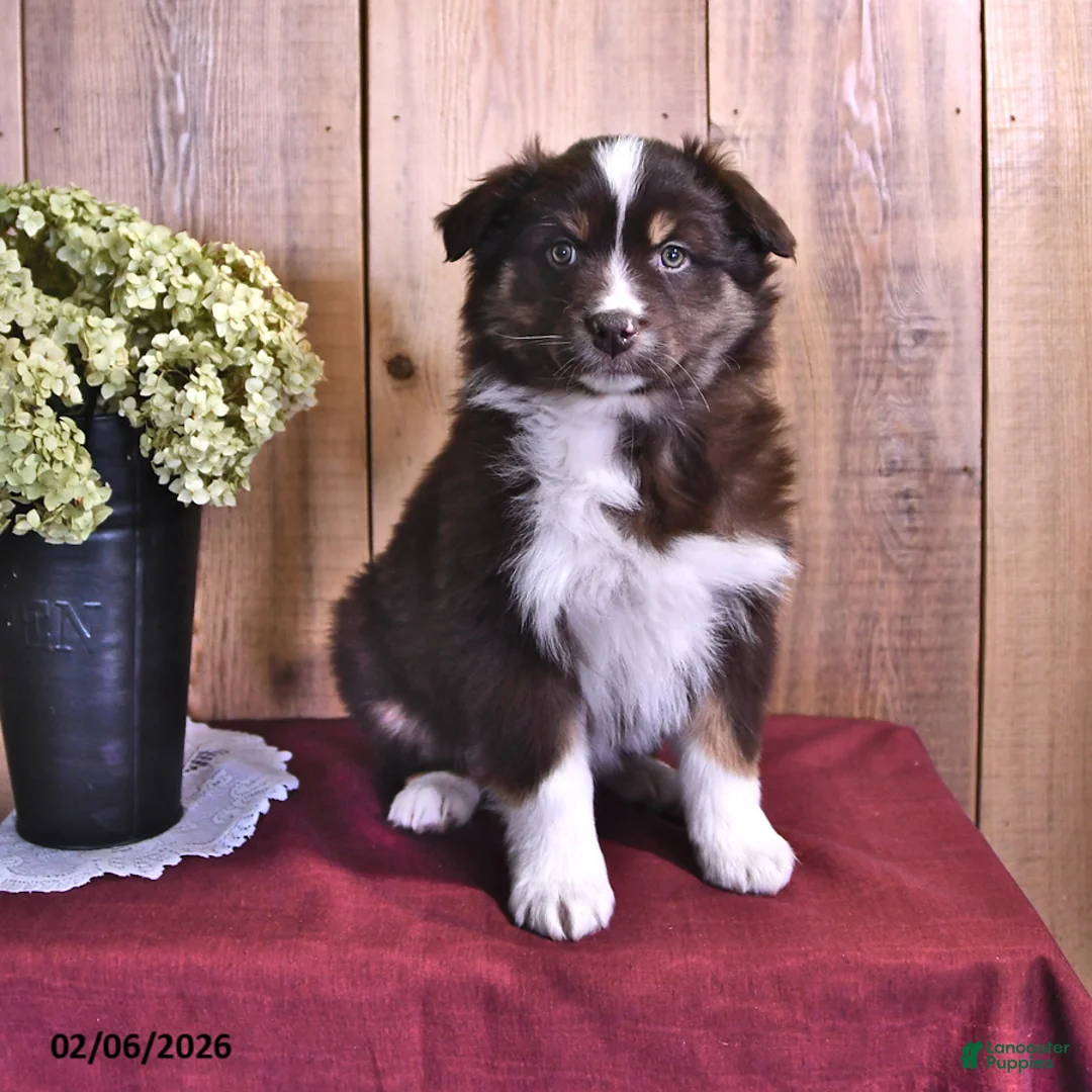 Australian Shepherd dogs for sale: Sophie - Ad 1