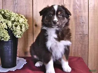 Australian Shepherd dogs Sophie - Ad 40
