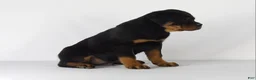 Rottweiler dogs for sale: Rottweiler Puppy 4 - Ad 3