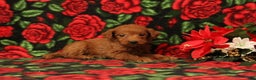 Mini Goldendoodle dogs for sale: Claus - Ad 3