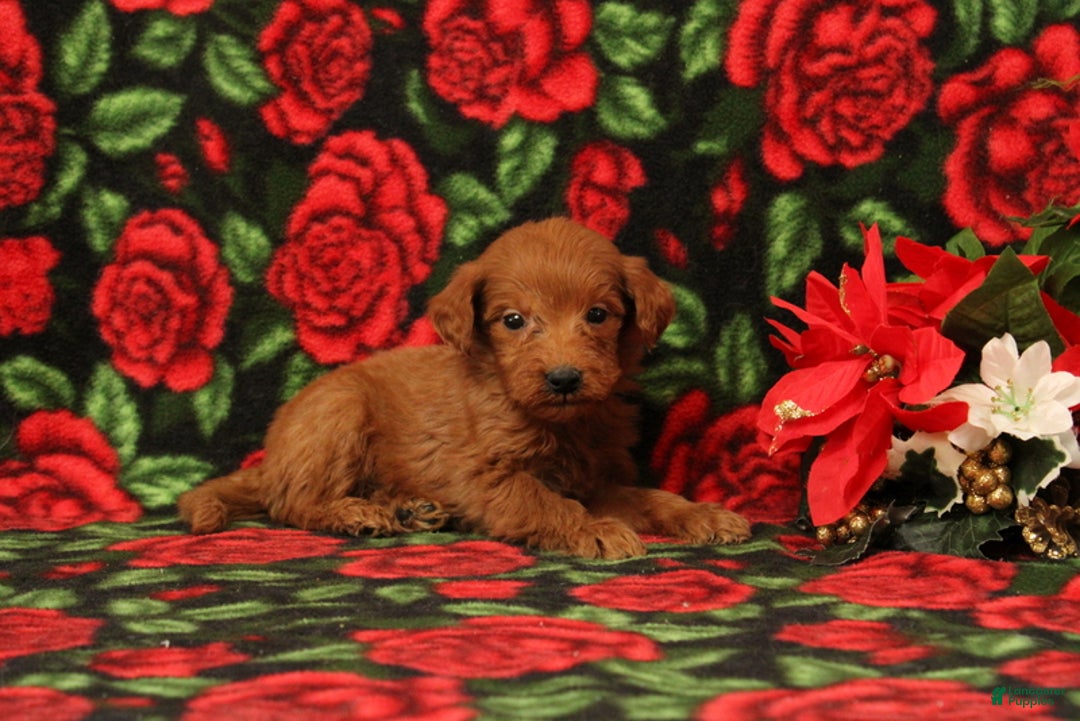 Mini Goldendoodle dogs for sale: Claus - Ad 3
